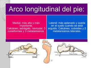 Arcos del pie: