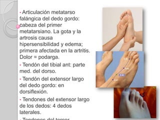 Anatomía de superficie: Tendón del tibial post: En inversión, detrás y distal del maléolo medial. 1