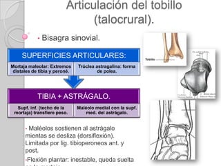 Articulación del tobillo (talocrural). Bisagra sinovial.