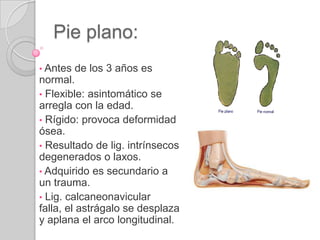  Tendones del extensor largo de los dedos: 4 dedos laterales.