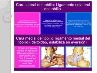 Flexión plantar: inestable, queda suelta en la mortaja.Cápsula articular:
