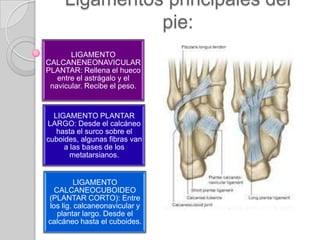 Articulaciones del pie: