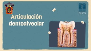 Articulación
dentoalveolar
 