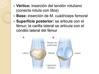 Articulación de rodilla