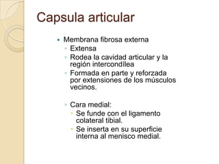 Capsula articular
      Membrana fibrosa externa
       ◦ Extensa
       ◦ Rodea la cavidad articular y la
         regió...