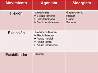 Movimiento           Agonista             Sinergista

  Flexión       Isquiotibiales:       Gastrocnemio
                ...