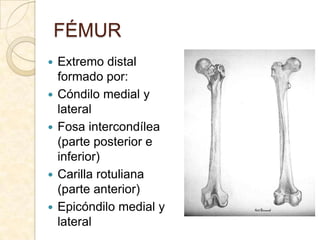 FÉMUR
   Extremo distal
    formado por:
   Cóndilo medial y
    lateral
   Fosa intercondílea
    (parte posterior e
 ...