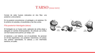 TARSO (ossa tarsi)
Consta de siete huesos colocados en dos filas: una
posterior y otra anterior.
En la posterior encontram...