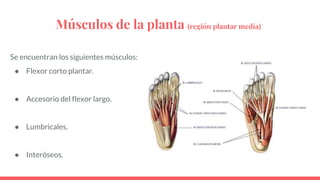 Músculos de la planta (región plantar media)
Se encuentran los siguientes músculos:
● Flexor corto plantar.
● Accesorio de...