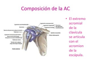 Composición de la AC
                  • El extremo
                    acromial
                    de la
                    clavícula
                    se articula
                    con el
                    acromion
                    de la
                    escápula.
 