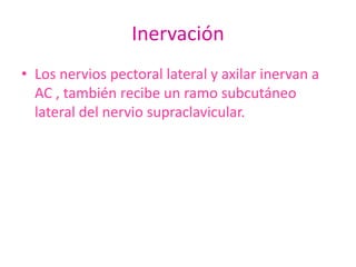 Inervación
• Los nervios pectoral lateral y axilar inervan a
  AC , también recibe un ramo subcutáneo
  lateral del nervio supraclavicular.
 
