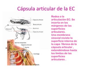 Cápsula articular de la EC
               Rodea a la
               articulación EC. Se
               inserta en los
               márgenes de las
               superficies
               articulares.
               Una membrana
               sinovial reviste la
               superficie interna de
               la capa fibrosa de la
               cápsula articular ,
               extendiéndose hasta
               los límites de las
               superficies
               articulares .
 