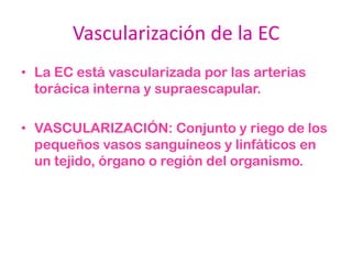 Vascularización de la EC
• La EC está vascularizada por las arterias
  torácica interna y supraescapular.

• VASCULARIZACIÓN: Conjunto y riego de los
  pequeños vasos sanguíneos y linfáticos en
  un tejido, órgano o región del organismo.
 