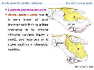 articulacinmiembropelviano-comparada-110721151041-phpapp02.pdf