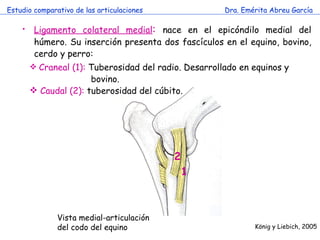 Estudio comparativo de las articulaciones Dra. Emérita Abreu García Ligamento colateral medial :   nace en el epicóndilo medial del húmero. Su inserción presenta dos fascículos en el equino, bovino, cerdo y perro:  Craneal (1):  Tuberosidad del radio. Desarrollado en equinos y    bovino. Caudal (2):  tuberosidad del cúbito. Vista medial-articulación del codo del equino K önig y Liebich, 2005 1 2 