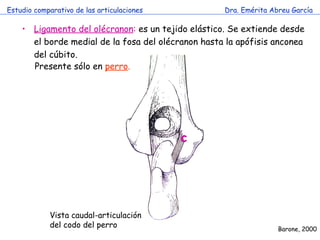 Estudio comparativo de las articulaciones Dra. Emérita Abreu García Ligamento del olécranon :  es un tejido elástico. Se extiende desde el borde medial de la fosa del olécranon hasta la apófisis anconea del cúbito. Presente sólo en  perro . Barone, 2000 Vista caudal-articulación del codo del perro c 