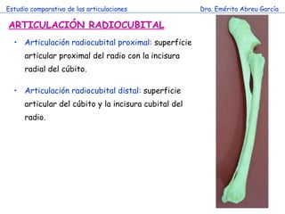 Estudio comparativo de las articulaciones Dra. Emérita Abreu García ARTICULACIÓN RADIOCUBITAL Articulación radiocubital proximal:  superficie articular proximal del radio con la incisura radial del cúbito.  Articulación radiocubital distal:  superficie articular del cúbito y la incisura cubital del radio.  