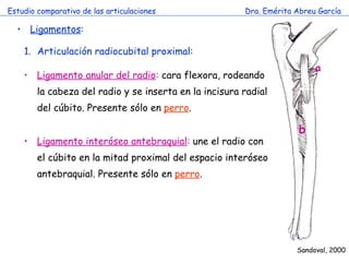 Estudio comparativo de las articulaciones Dra. Emérita Abreu García Ligamentos : Articulación radiocubital proximal: Ligamento anular del radio :  cara flexora, rodeando la cabeza del radio y se inserta en la incisura radial del cúbito. Presente sólo en  perro . Ligamento interóseo antebraquial :  une el radio con el cúbito en la mitad proximal del espacio interóseo antebraquial. Presente sólo en  perro . Sandoval, 2000 a b 