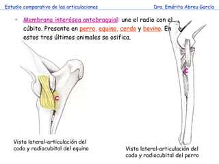 Estudio comparativo de las articulaciones Dra. Emérita Abreu García Membrana interósea antebraquial :  une el radio con el cúbito. Presente en  perro ,  equino ,  cerdo   y  bovino . En estos tres últimos animales se osifica. c c Vista lateral-articulación del codo y radiocubital del equino Vista lateral-articulación del codo y radiocubital del perro 