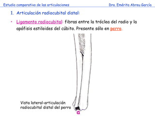 Estudio comparativo de las articulaciones Dra. Emérita Abreu García Vista lateral-articulación radiocubital distal del perro Articulación radiocubital distal: Ligamento radiocubital :  fibras entre la tróclea del radio y la apófisis estiloides del cúbito. Presente sólo en   perro . a 