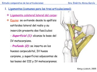 Estudio comparativo de las articulaciones Dra. Emérita Abreu García Ligamentos (comunes para las tres articulaciones): Ligamento colateral lateral del carpo :   Equino :  se extiende desde la apófisis estiloides lateral del radio y su inserción presenta dos fascículos: -  Superficial (1):   alcanza la base del IV metacarpiano. -  Profundo (2):  se inserta en los huesos carpocubital, IV hueso carpiano, y superficies adyacentes de las bases del III y IV metacarpianos. K önig y Liebich, 2005 1 2 