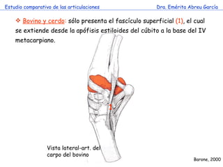 Estudio comparativo de las articulaciones Dra. Emérita Abreu García Bovino y cerdo :  sólo presenta el fascículo superficial  (1) , el cual se extiende desde la apófisis estiloides del cúbito a la base del IV metacarpiano. Barone, 2000 Vista lateral-art. del carpo del bovino 1 