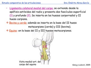 Estudio comparativo de las articulaciones Dra. Emérita Abreu García Ligamento colateral medial del carpo:   se extiende desde la apófisis estiloides del radio y presenta dos fascículos superficial  (1)  y profundo  (2) . Se inserta en los huesos carporradial y II hueso carpiano. Bovino y cerdo:  además se inserta en la base del II hueso    metacarpiano (cerdo) y III (bovino). Equino :  en la base del II y III huesos metacarpianos. 1 2 2 Vista medial-art. del carpo del equino K önig y Liebich, 2005 