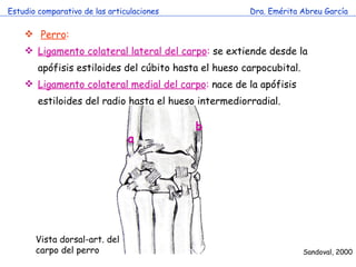 Estudio comparativo de las articulaciones Dra. Emérita Abreu García Perro :  Ligamento colateral lateral del carpo :  se extiende desde la apófisis estiloides del cúbito hasta el hueso carpocubital.  Ligamento colateral medial del carpo :  nace de la apófisis estiloides del radio hasta el hueso intermediorradial. Sandoval, 2000 Vista dorsal-art. del carpo del perro a b 