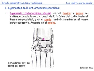Estudio comparativo de las articulaciones Dra. Emérita Abreu García Ligamentos de la art. antebraquiocarpiana: Ligamento radiocarpiano dorsal :  en el  bovino  y  perro   se extiende desde la cara craneal de la tróclea del radio hasta el hueso carpocubital, y en el  cerdo  también termina en el hueso carpo accesorio. Ausente en el  equino . a Vista dorsal-art. del carpo del perro Sandoval, 2000 