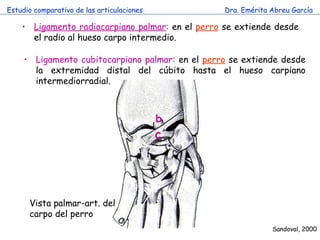 Estudio comparativo de las articulaciones Dra. Emérita Abreu García Ligamento radiocarpiano palmar :  en el   perro   se extiende desde el radio al hueso carpo intermedio.  Sandoval, 2000 Ligamento cubitocarpiano palmar:  en el   perro   se extiende desde la extremidad distal del cúbito hasta el hueso carpiano intermediorradial. Vista palmar-art. del carpo del perro b c 