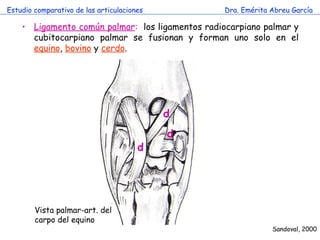 Estudio comparativo de las articulaciones Dra. Emérita Abreu García Sandoval, 2000 Ligamento común palmar :   los ligamentos radiocarpiano palmar y cubitocarpiano palmar se fusionan y forman uno solo en el  equino ,  bovino  y  cerdo . Vista palmar-art. del carpo del equino d d d 