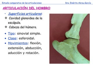 Estudio comparativo de las articulaciones Dra. Emérita Abreu García ARTICULACIÓN DEL HOMBRO Superficies articulares : Cavidad glenoidea de la escápula. Cabeza del húmero. Tipo :  sinovial simple. Clase :  esferoidal. Movimientos :  flexión, extensión, abducción, aducción y rotación. 