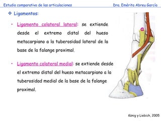 Estudio comparativo de las articulaciones Dra. Emérita Abreu García Ligamentos: Ligamento colateral lateral :  se extiende desde el extremo distal del hueso metacarpiano a la tuberosidad lateral de la base de la falange proximal . Ligamento colateral medial :  se extiende desde el extremo distal del hueso metacarpiano a la tuberosidad medial de la base de la falange proximal. a K önig y Liebich, 2005 