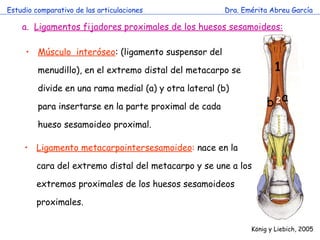 Estudio comparativo de las articulaciones Dra. Emérita Abreu García K önig y Liebich , 2005 Ligamentos fijadores proximales de los huesos sesamoideos: Músculo  interóseo : (ligamento suspensor del menudillo), en el extremo distal del metacarpo se divide en una rama medial (a) y otra lateral (b) para insertarse en la parte proximal de cada hueso sesamoideo proximal. 1 a b Ligamento metacarpointersesamoideo :  nace en la cara del extremo distal del metacarpo y se une a los extremos proximales de los huesos sesamoideos proximales. 2 