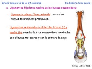 Estudio comparativo de las articulaciones Dra. Emérita Abreu García K önig y Liebich , 2005 Ligamentos fijadores medios de los huesos sesamoideos: Ligamento palmar fibrocondroide :  une ambos huesos sesamoideos proximales. 1 Ligamentos sesamoideos colaterales lateral (a) y medial (b):   unen los huesos sesamoideos proximales con el hueso metacarpo y con la primera falange. b a 