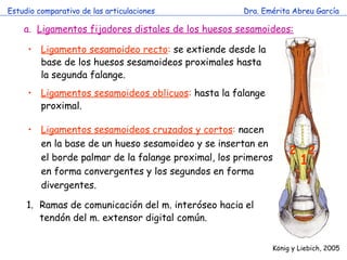 Estudio comparativo de las articulaciones Dra. Emérita Abreu García K önig y Liebich , 2005 Ligamentos fijadores distales de los huesos sesamoideos: Ligamento sesamoideo recto :  se extiende desde la base de los huesos sesamoideos proximales hasta la segunda falange. 1 Ligamentos sesamoideos oblicuos :  hasta la falange proximal. Ligamentos sesamoideos cruzados y cortos :  nacen en la base de un hueso sesamoideo y se insertan en el borde palmar de la falange proximal, los primeros en forma convergentes y los segundos en forma divergentes. Ramas de comunicación del m. interóseo hacia el tendón del m. extensor digital común.  2 2 