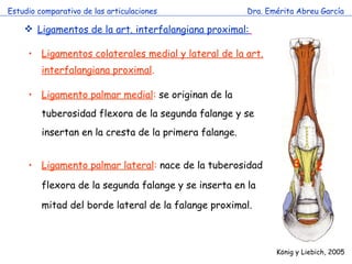 Estudio comparativo de las articulaciones Dra. Emérita Abreu García K önig y Liebich , 2005 Ligamentos de la art. interfalangiana proximal:   Ligamentos colaterales medial y lateral de la art. interfalangiana proximal . Ligamento palmar medial :  se originan de la tuberosidad flexora de la segunda falange y se insertan en la cresta de la primera falange. Ligamento palmar lateral :  nace de la tuberosidad flexora de la segunda falange y se inserta en la mitad del borde lateral de la falange proximal. 2 3 