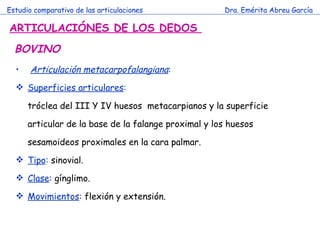 Estudio comparativo de las articulaciones Dra. Emérita Abreu García ARTICULACIÓNES DE LOS DEDOS  Articulación metacarpofalangiana :  Superficies articulares : tróclea del III Y IV huesos  metacarpianos y la superficie articular de la base de la falange proximal y los huesos sesamoideos proximales en la cara palmar. Tipo :  sinovial. Clase :  gínglimo. Movimientos :  flexión y extensión. BOVINO 