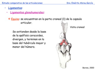 Estudio comparativo de las articulaciones Dra. Emérita Abreu García Ligamentos : Ligamentos glenohumerales :   Equino : se encuentran en la parte craneal (1) de la capsula    articular. 1 Vista craneal Barone, 2000 Se extienden desde la base de la apófisis coracoides, divergen, y terminan en la base del tubérculo mayor y menor del húmero. 