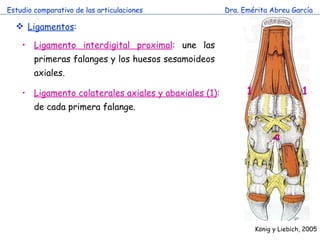 Estudio comparativo de las articulaciones Dra. Emérita Abreu García Ligamentos : Ligamento interdigital proximal :  une las primeras falanges y los huesos sesamoideos axiales. Ligamento colaterales axiales y abaxiales (1) :  de cada primera falange. K önig y Liebich, 2005 a 1 1 