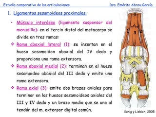 Estudio comparativo de las articulaciones Dra. Emérita Abreu García Ligamentos sesamoideos proximales: Músculo interóseo  (ligamento suspensor del menudillo):  en el tercio distal del metacarpo se divide en tres ramas: Rama abaxial lateral  (1):  se insertan en el hueso sesamoideo abaxial del IV dedo y proporciona una rama extensora. Rama abaxial medial  (2):  terminan en el hueso sesamoideo abaxial del III dedo y emite una rama extensora. Rama axial  (3):  emite dos brazos axiales para terminar en los huesos sesamoideos axiales del III y IV dedo y un brazo medio que se une al tendón del m. extensor digital común.  K önig y Liebich, 2005 a 3 2 1 