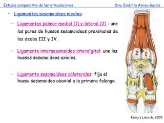 Estudio comparativo de las articulaciones Dra. Emérita Abreu García Ligamentos sesamoideos medios : Ligamentos palmar medial (1) y lateral (2)  :  une los pares de huesos sesamoideos proximales de los dedos III y IV. K önig y Liebich, 2005 Ligamento intersesamoideo interdigital :  une los huesos sesamoideos axiales. Ligamento sesamoideos colaterales :  fija el hueso sesamoideo abaxial a la primera falange. 1 2 b 