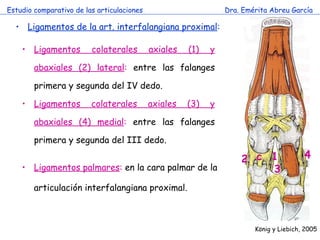 Estudio comparativo de las articulaciones Dra. Emérita Abreu García Ligamentos de la art. interfalangiana proximal : Ligamentos colaterales axiales (1) y abaxiales (2) lateral :  entre las falanges primera y segunda del IV dedo. Ligamentos colaterales axiales (3) y abaxiales (4) medial :  entre las falanges primera y segunda del III dedo. Ligamentos palmares :  en la cara palmar de la articulación interfalangiana proximal. K önig y Liebich, 2005 c 1 2 3 4 