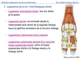 Estudio comparativo de las articulaciones Dra. Emérita Abreu García Ligamentos de la art. interfalangiana distal: Ligamento interdigital distal :  une los dedos principales.  Ligamento dorsal :  se extiende desde la tuberosidad axial distal de la segunda falange hacia la apófisis extensora de la tercera falange. K önig y Liebich, 2005 Ligamentos colaterales axial y abaxial . Ligamentos colaterales abaxial (1) y axial del hueso sesamoideo distal :  entre el hueso sesamoideo distal y la falange media y la falange distal.  a 1 