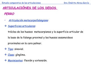 Estudio comparativo de las articulaciones Dra. Emérita Abreu García ARTICULACIÓNES DE LOS DEDOS  Articulación metacarpofalangiana :  Superficies articulares : tróclea de los huesos  metacarpianos y la superficie articular de la base de la falange proximal y los huesos sesamoideos proximales en la cara palmar. Tipo :  sinovial. Clase :  gínglimo. Movimientos :  flexión y extensión. PERRO 