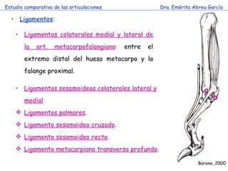 Estudio comparativo de las articulaciones Dra. Emérita Abreu García Ligamentos : Ligamentos colaterales medial y lateral de la art. metacarpofalangiana :  entre el extremo distal del hueso metacarpo y la falange proximal. Ligamentos sesamoideos colaterales lateral y medial . Ligamentos palmares . Ligamento sesamoideo cruzado . Ligamento sesamoideo recto . Ligamento metacarpiano transverso profundo . Barone, 2000 a b 