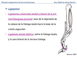 Estudio comparativo de las articulaciones Dra. Emérita Abreu García Ligamentos : Ligamentos colaterales medial y lateral de la art. interfalangiana proximal :  nace de la depresión de la cabeza de la falange media hacia la base de la cresta unguicular. Ligamento dorsal elástico :  entre la falange media y la cara lateral de la tercera falange. a b Barone, 2000 