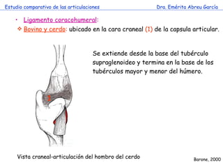 Estudio comparativo de las articulaciones Dra. Emérita Abreu García Bovino y cerdo :  ubicado en la cara craneal  (1)  de la capsula articular. Ligamento coracohumeral : Se extiende desde la base del tubérculo supraglenoideo y termina en la base de los tubérculos mayor y menor del húmero. Vista craneal-articulación del hombro del cerdo  Barone, 2000 1 