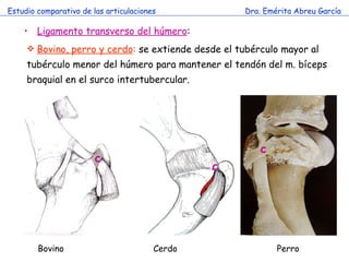 Estudio comparativo de las articulaciones Dra. Emérita Abreu García Bovino, perro y cerdo :  se extiende desde el tubérculo mayor al tubérculo menor del húmero para mantener el tendón del m. bíceps braquial en el surco intertubercular. Ligamento transverso del húmero : Bovino Cerdo Perro c c c 
