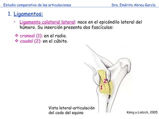 Estudio comparativo de las articulaciones Dra. Emérita Abreu García Ligamentos: Ligamento colateral lateral :  nace en el epicóndilo lateral del húmero. Su inserción presenta dos fascículos: craneal (1):  en el radio. caudal (2):  en el cúbito.  Vista lateral-articulación del codo del equino K önig y Liebich, 2005 1 2 
